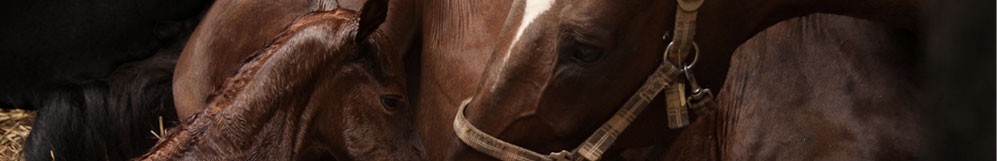 Matériel d’équitation et matériel d’élevage pour chevaux